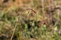 Boechera sanluisensis
