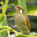 Pale-spotted Honeyeaters - Photo (c) Mark Ayers, some rights reserved (CC BY-NC), uploaded by Mark Ayers