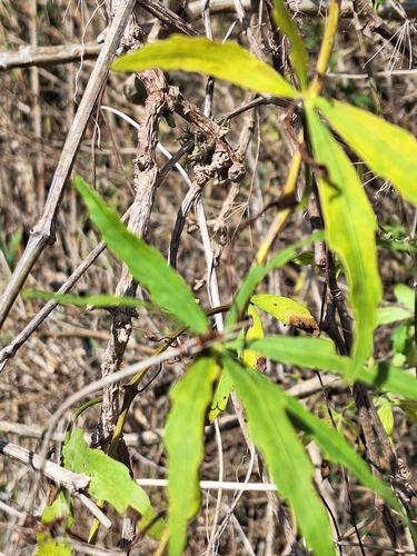 Cissus palmata, photograph 6