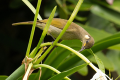 Microptilotis imitatrix