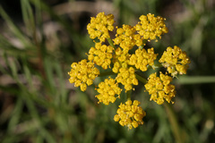 Cymopterus spellenbergii