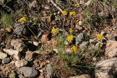 Cymopterus spellenbergii