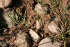 Cymopterus spellenbergii