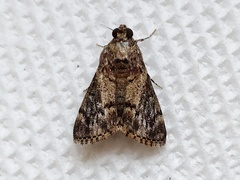 Lepidoptera