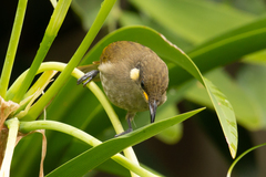 Microptilotis imitatrix