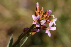 Boechera austromontana