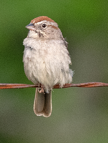 Rufous-crowned Sparrow