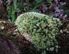 Leucobryum gracile