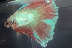 Betta