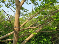 Aphananthe aspera