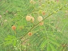 Leucaena leucocephala