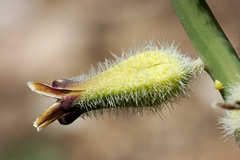 Caulanthus crassicaulis