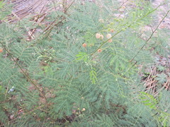 Leucaena leucocephala