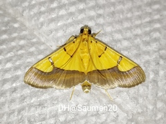 Endocrossis