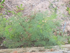 Leucaena leucocephala