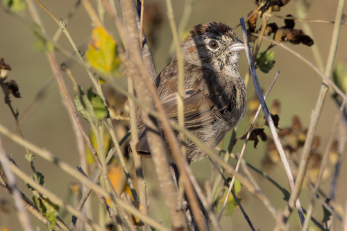 Rufous-crowned Sparrow