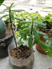 Pereskiopsis kellermanii
