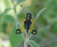 Libelloides rhomboideus