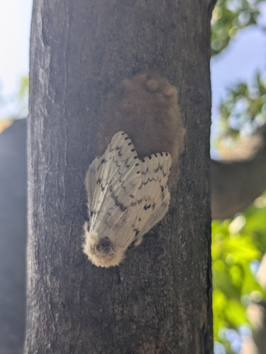 Spongy Moth