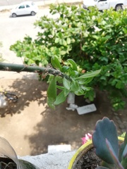 Pereskiopsis kellermanii