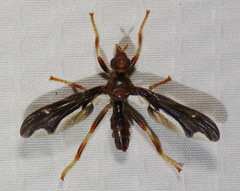 Pyrgota undata