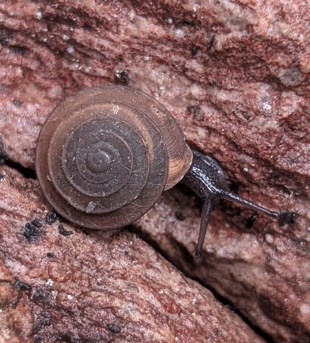 Reed's Mountain Woodlandsnail