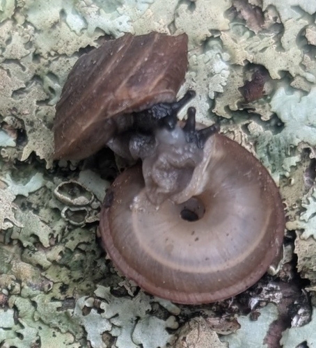 Reed's Mountain Woodlandsnail