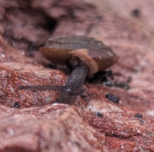 Reed's Mountain Woodlandsnail