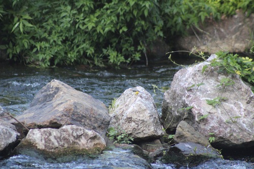 iNaturalist image