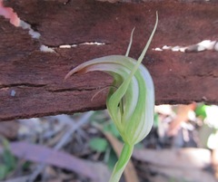 Pterostylis acuminata