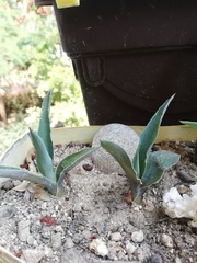 Agave desmettiana