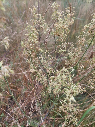 Silene borysthenica, photograph 3
