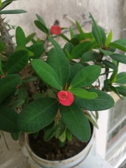Euphorbia × lomi