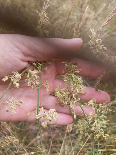 Silene borysthenica, photograph 4