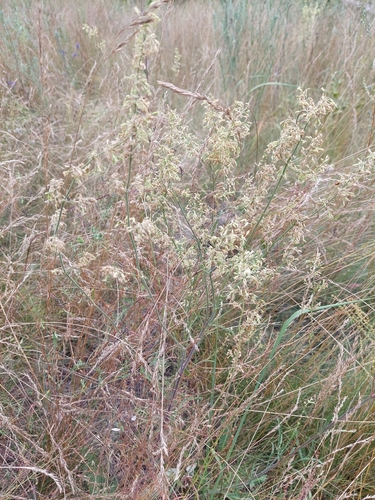 Silene borysthenica, photograph 6
