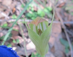 Pterostylis acuminata