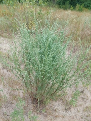 Artemisia marschalliana, photograph (c) Viktor Strenada, some rights reserved (CC BY)