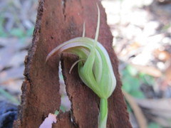 Pterostylis acuminata
