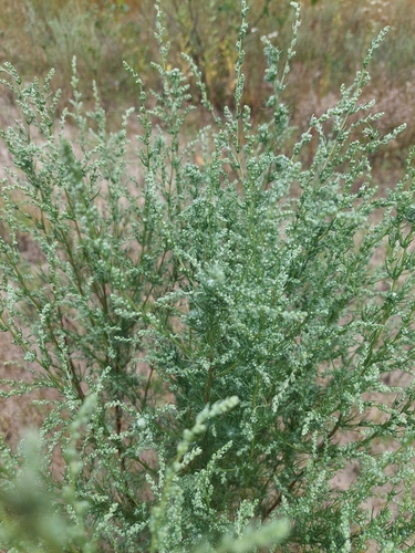 Artemisia marschalliana, photograph 2
