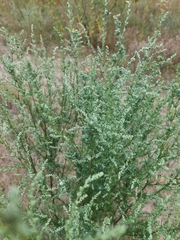 Artemisia marschalliana, photograph (c) Viktor Strenada, some rights reserved (CC BY)