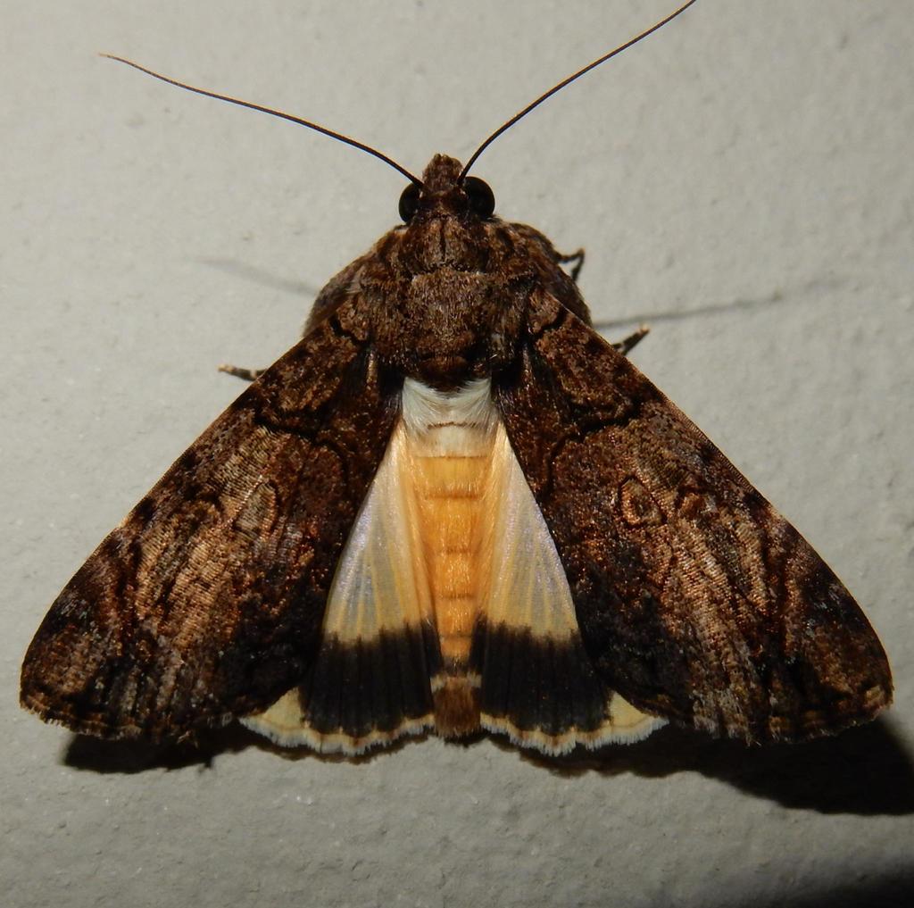 Primrose Underwing