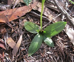 Pterostylis acuminata