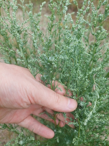 Artemisia marschalliana, photograph 3