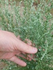 Artemisia marschalliana, photograph (c) Viktor Strenada, some rights reserved (CC BY)