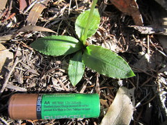 Pterostylis acuminata