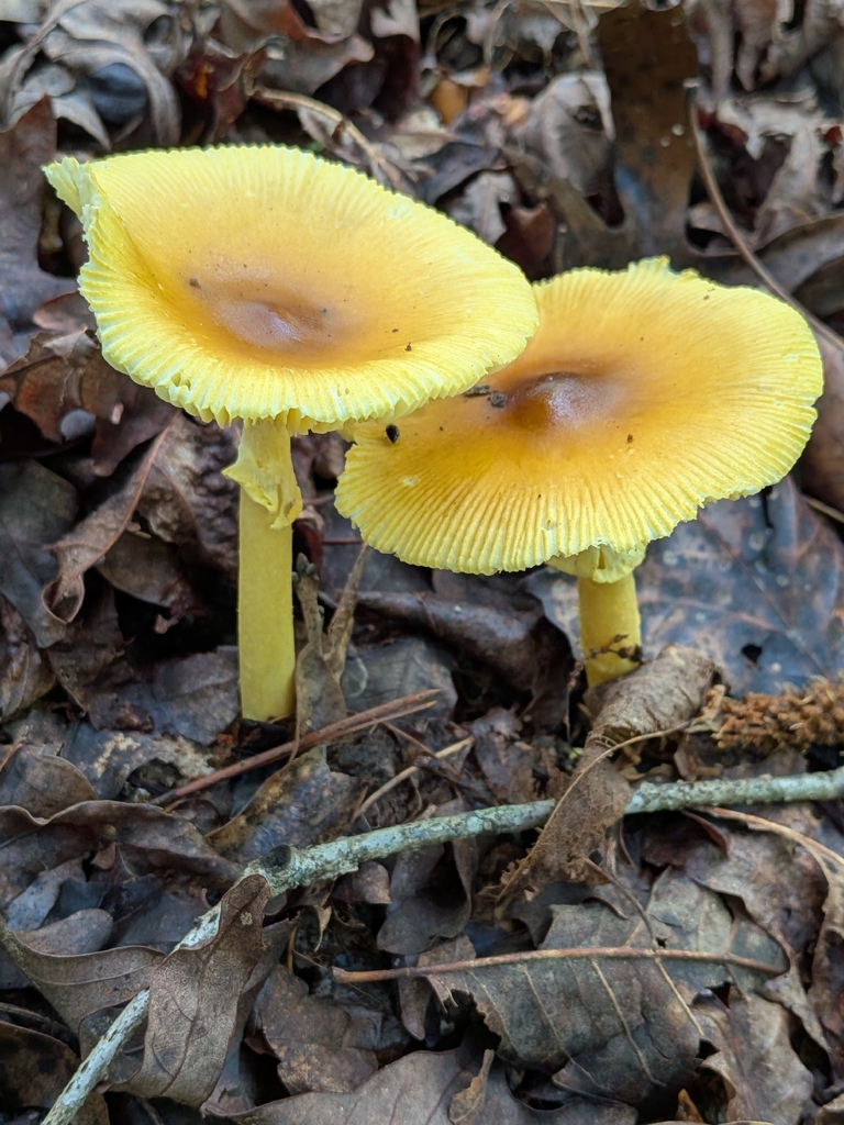 Arkansas Slender Caesar · July 2026 · photo: Photo: no rights reserved · iNaturalist