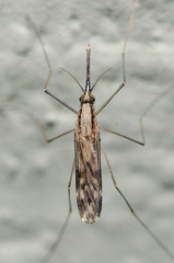 Anopheles perplexens