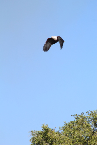 iNaturalist image