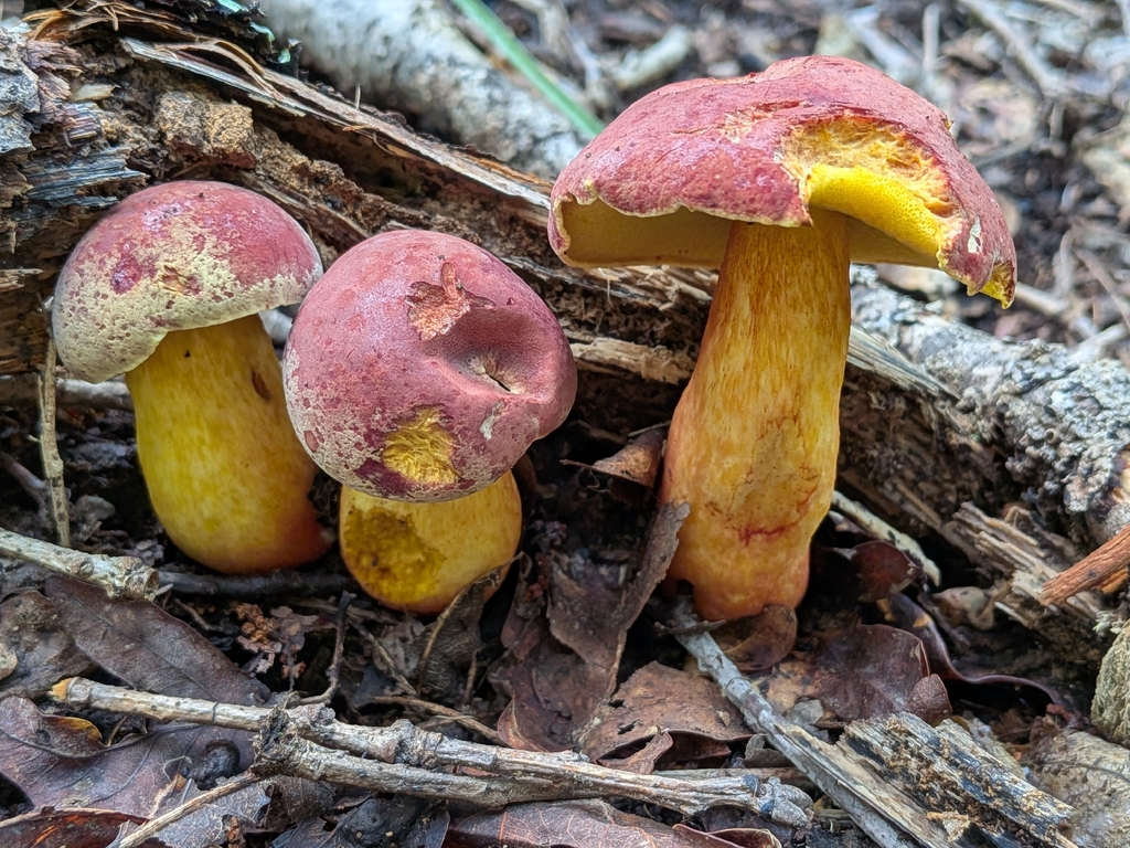 Whitey's Bolete · July 2026 · photo: Photo: no rights reserved · iNaturalist