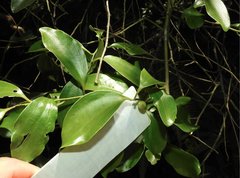 Dendrotrophe varians